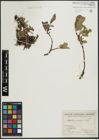 Foto von Salix arctica Pall.